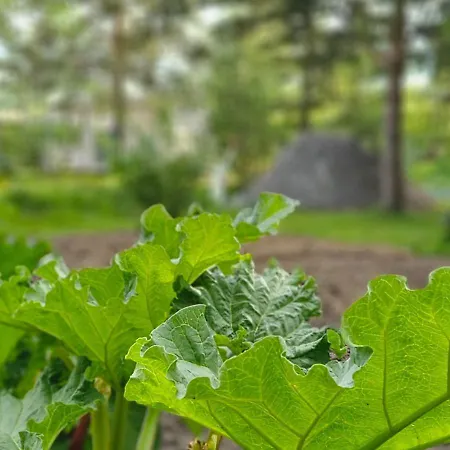 Huoneistomajoitus Unelma